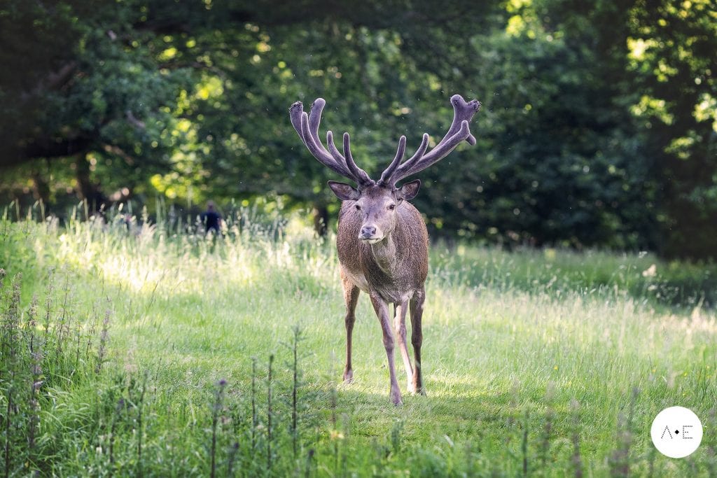 deer at Wollaton park