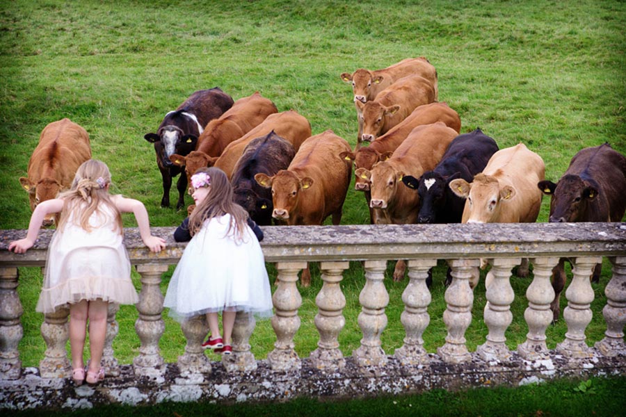 documentary wedding photo of children leaning over wall looking at cows in field